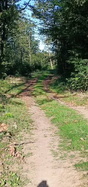 Par le Bois de la Liche et Chaume du Puits - Valence-en-Poitou - 10