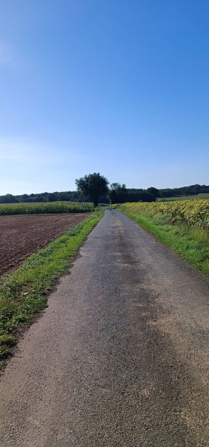 Par le Bois de la Liche et Chaume du Puits - Valence-en-Poitou - 12