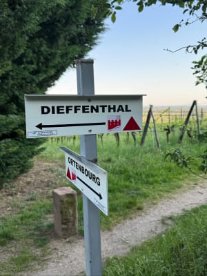 A l’assaut de l’Ortenbourg - Dieffenthal - 6