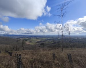Entre le col de la Luère et la Croix du Ban en forêt - Pollionnay - 4