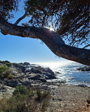 Du Rayolet a l'Ile du Grand Gaou - Six-Fours-les-Plages - 8