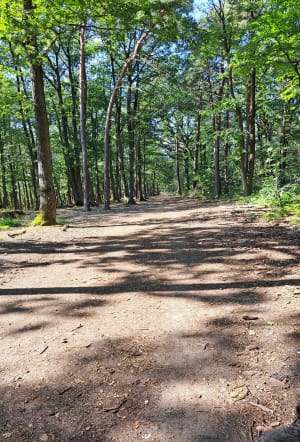 Promenade en forêt de Maurepas et Bassin de la Courance - Jouars-Pontchartrain - 13