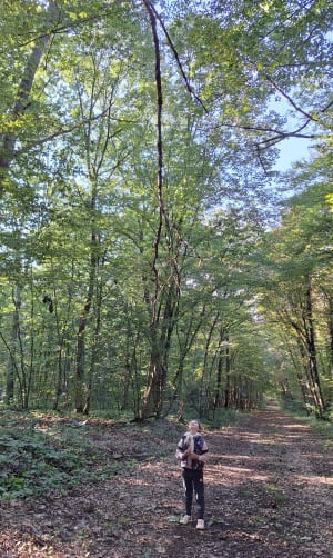 Petit tour dans la forêt de La Rena - Servas - 4