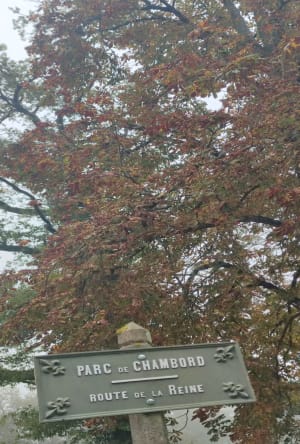 Découverte de la biodiversité au Parc du château de Chambord - Chambord - 8