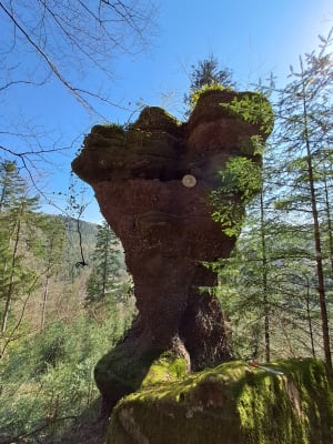 Boucle en forêt et rocher du Calice - Guntzviller - 6