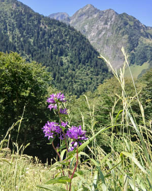 Het Campsaure-plateau en dromen van transhumance - Luchon - 13