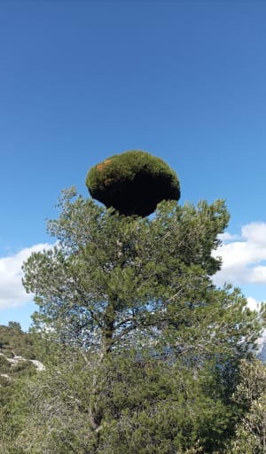 Entre vignes et bois forestiers à Roquefort-la-Bédoule - Damien - 8