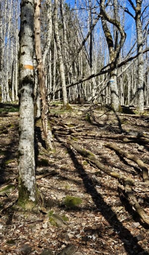 Bois d'Uffholtz et le Camp Turenne - Cernay - 4
