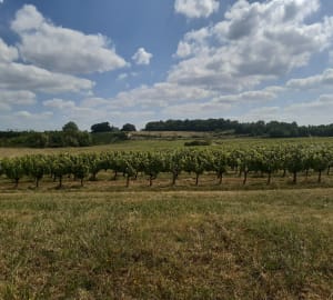 Balade à Saint-Loubès par le Truch - Saint-Loubès - 18