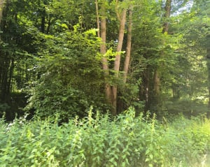 Cascade de Blangy - Hirson - 15