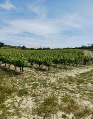 Balade à Loupian - Loupian - 7