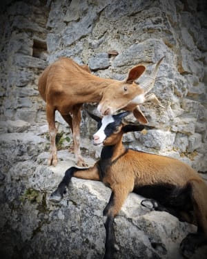 De lagere Gorges du Verdon en een verfrissend bad - Quinson - 86