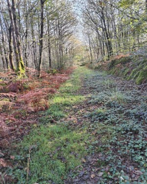 Balade dans la forêt du Gars - Hanvec - 10