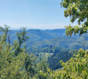 Entre Lembach et Wingen, châteaux et forêts par le GR® 53 - Lembach - 3