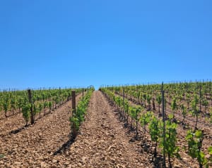Au départ de Grammont par le Bois de Doscares - Montpellier - 4