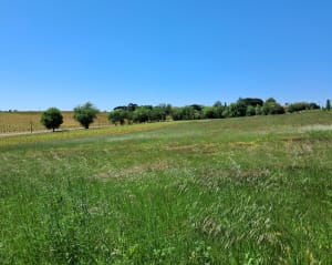 Au départ de Grammont par le Bois de Doscares - Montpellier - 5