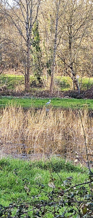 Ballade en bord de Sèvre de Saint-Maixent-l'École - Agnes - 12