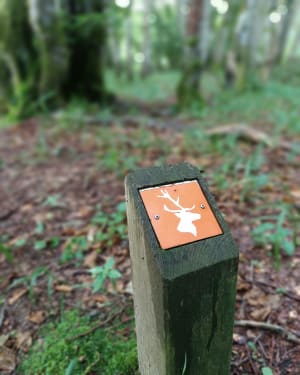 Boucle des Cerfs au Plateau d'Ambel - Omblèze - 11