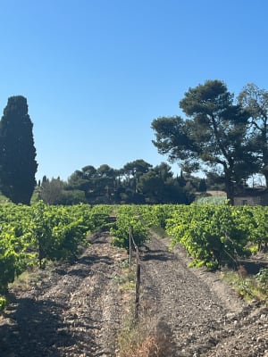 De Sigean vers les vignes et Le Rieu - Sigean - 5