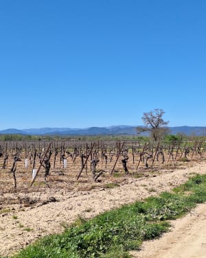 Tour des étangs de la Malhaute et nature préservée - Thézan-lès-Béziers - 22
