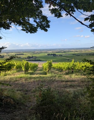 Vignoble de Monbazillac et patrimoine aux mille visages - Monbazillac - 6