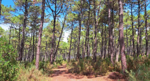 Balade en Forêt des Landes - Biscarrosse - 6