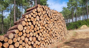 Balade en Forêt des Landes - Biscarrosse - 7
