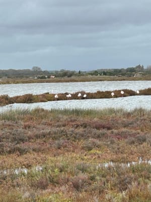Mauguio en een verrijkende reis naar de rand van de Etang de l'Or - Mauguio - 13