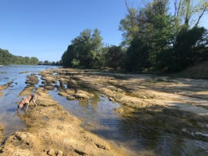 Le long de la Garonne par Gagnac - Gagnac-sur-Garonne - 5
