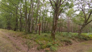 Petit tour dans la forêt de Chambon La Forêt. - Chambon-la-Forêt - 5