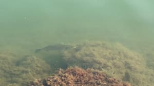 Vijvers in overvloed en vogelspotten vanuit Pérols - Pérols - 2