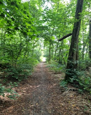 Rando forestière autour de Saint-Chéron - Breuillet - 9