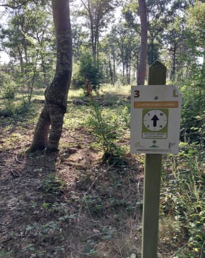 Sculptures en forêt - Paucourt - 18