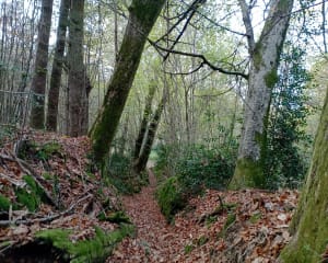 Chemin des Abbesses - circuit 2 - Combressol - 7