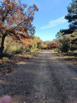 Balade dans les bois sur les hauteurs de Moissac Bellevue. - Pat - 4
