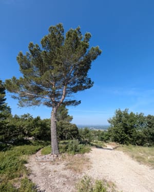 Velleron, balade en forêt et Grande Vaussière - Velleron - 3