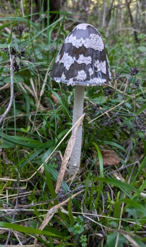 Condat-sur-Vézère et promenade dans une nature complice - Condat-sur-Vézère - 3
