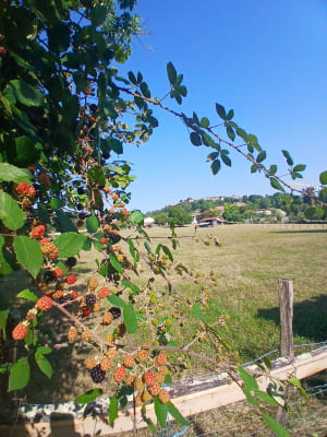 Marche de Pérouges, par Bois Moncet - Pérouges - 8