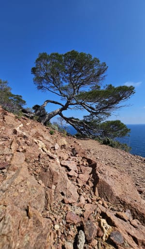 Cap Dramont et balade fleurie - Le Dramont - 52