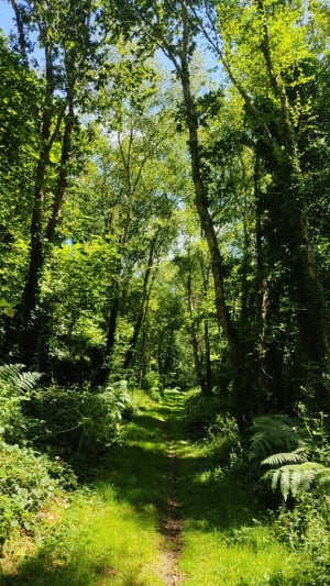Bois du Névet - Locronan - 17