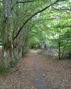 Rando autour de Trois Épis - Ammerschwihr - 11