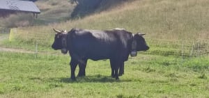 Randonnée à Le Biot - Le Biot - 13