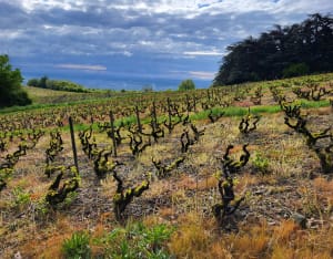 Randonnée au Mont Brouilly - Fabrice - 7