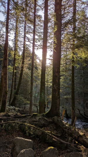 Randonnée aux cascades du Queureuilh, du Rossignolet et du Saut du Loup - Mont-Dore - 84