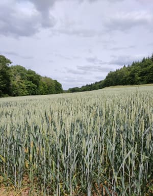 Forêt de Merey - Merey - 4