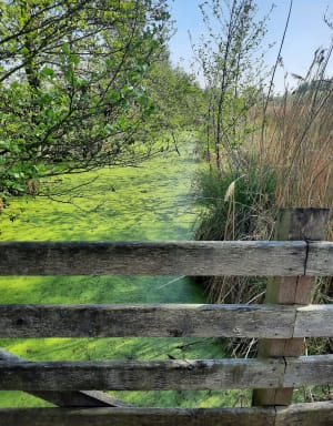 Etang de Romelaëre et niche faunistique - Clairmarais - 25