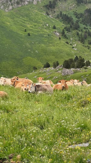 Rondleiding langs de Ayous-meren en de legende van de Pyreneeën - Laruns - 28