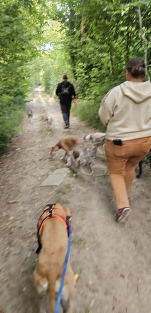 Balade dans le bois d’Esquerdes - Esquerdes - 6
