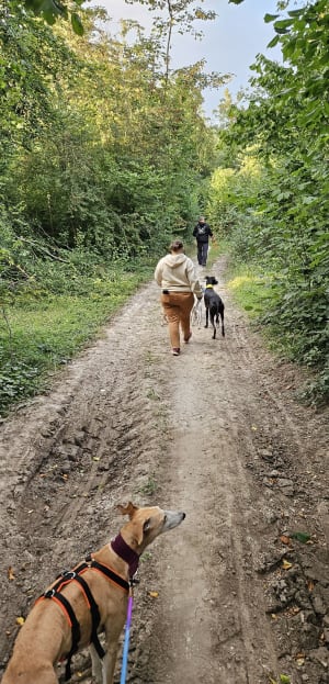 Balade dans le bois d’Esquerdes - Esquerdes - 7