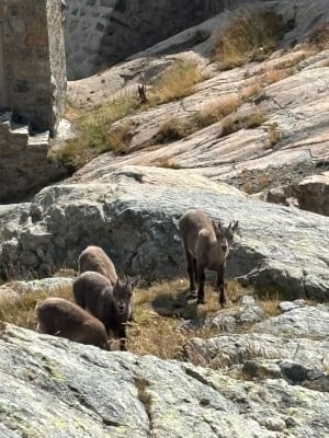 4 dagen in Mercantour en prehistorisch wandelen - Mesches - 9